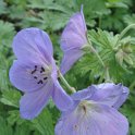 Geranium himalayense 'Irish Blue' fleur